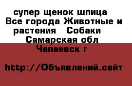 супер щенок шпица - Все города Животные и растения » Собаки   . Самарская обл.,Чапаевск г.